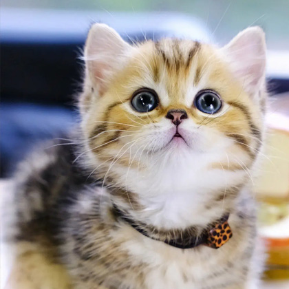 Summary of skin care knowledge of domestic pet cats